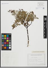 Foto von Salix arbuscula L.